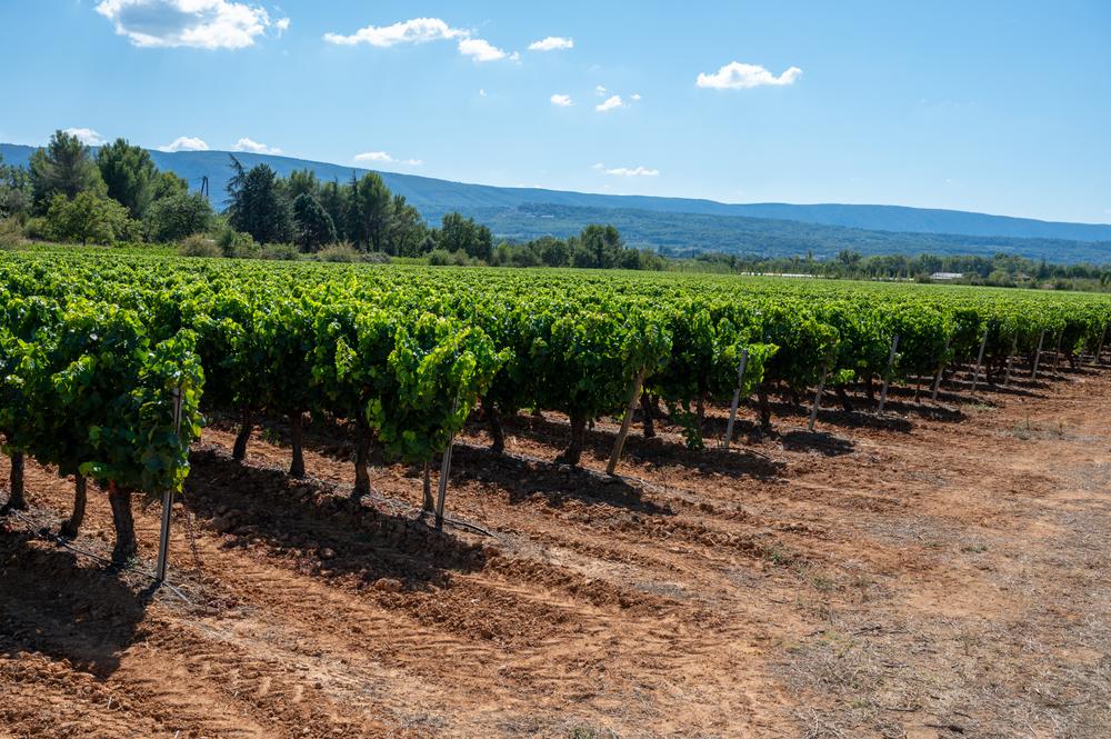 cinsault vineyards in provence