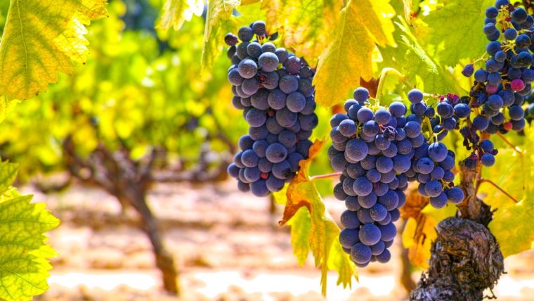 Mourvèdre grape