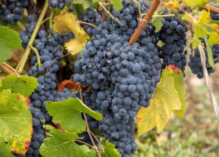 The Third Variety: Pinot Meunier