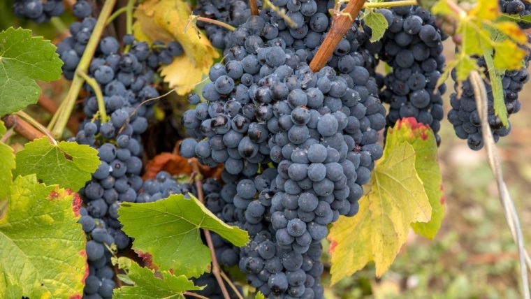 Pinot Meunier