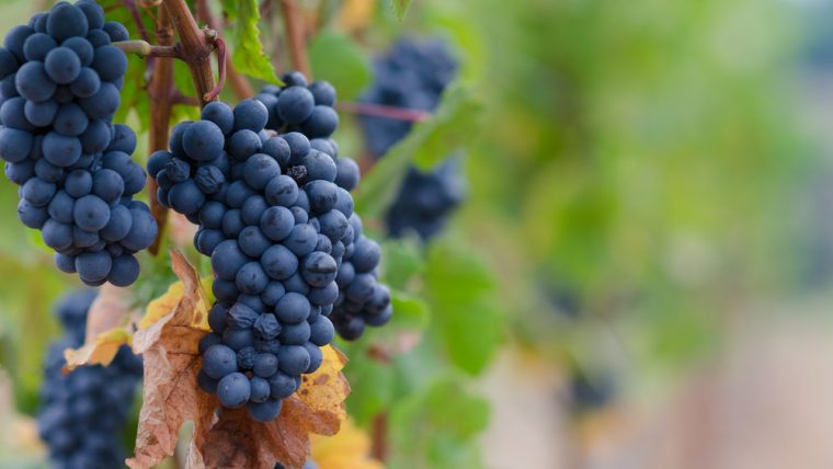 Pinot Noir
