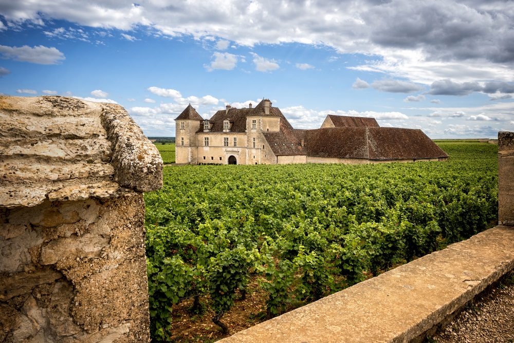 Burgundy Vineyards