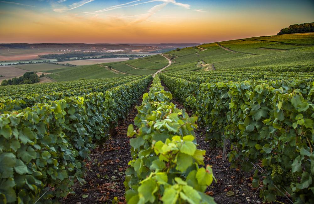 champagne-vineyards