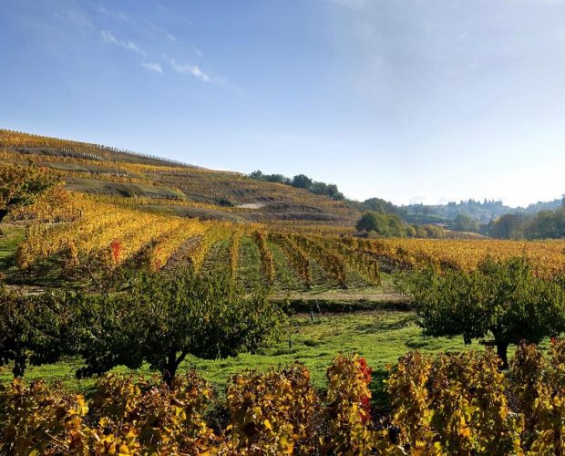 Crozes-Hermitage Wine Region Guide