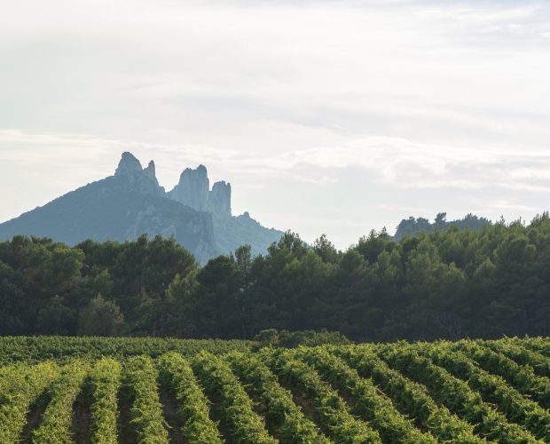 Gigondas Wine Region Guide