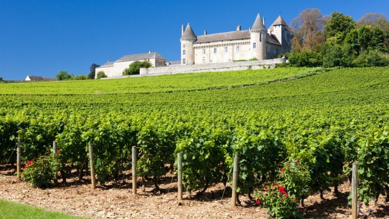 burgundy-red-grapes-of-region