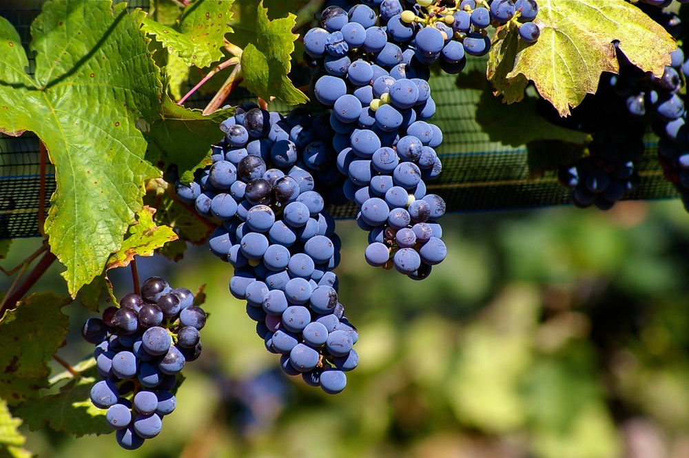 Malbec Grapes