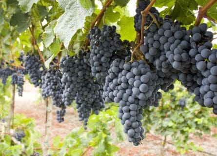 Petit Verdot Rises From Obscurity
