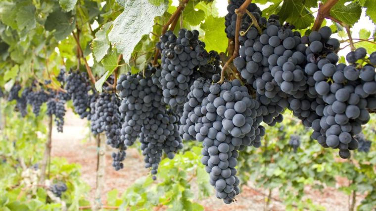Petit Verdot