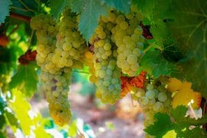 ripe muscat grape ripe muscat grape