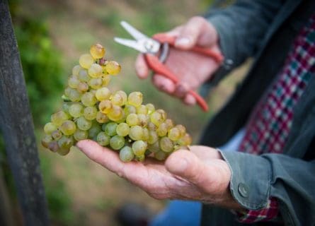 Viognier grapes