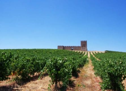 A Noble Cross: Alicante Bouschet