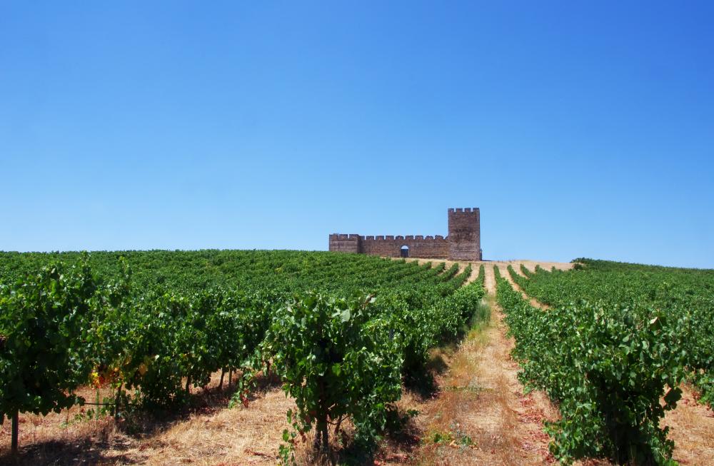 Alicante bouschet-vineyards-in-alentejo
