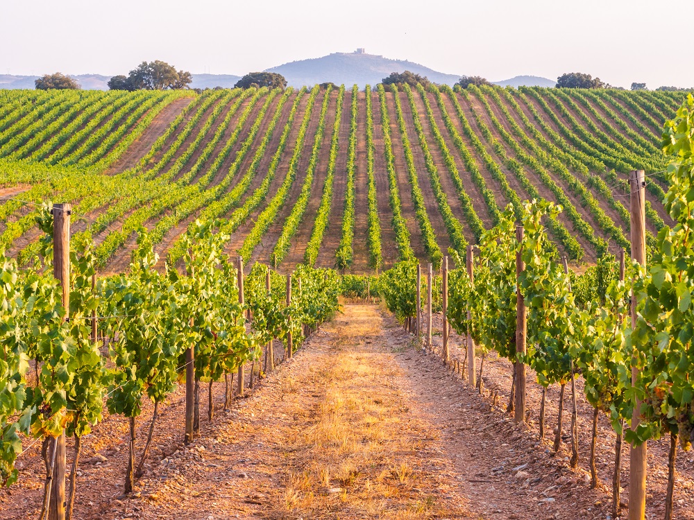 Alentejo Aragonez Vineyards