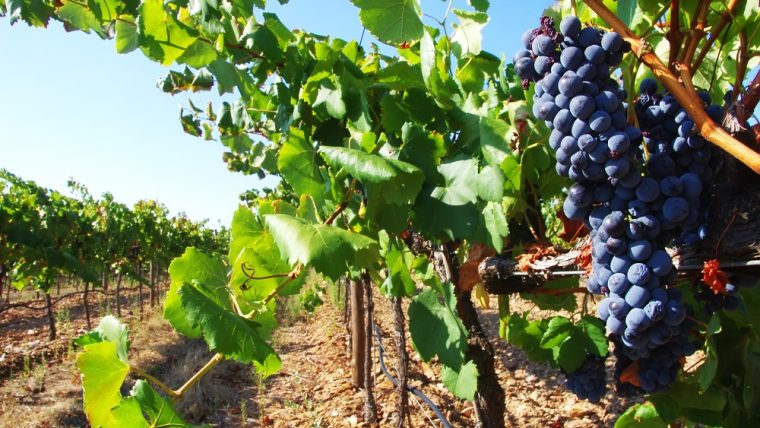 aragonez grape varietal
