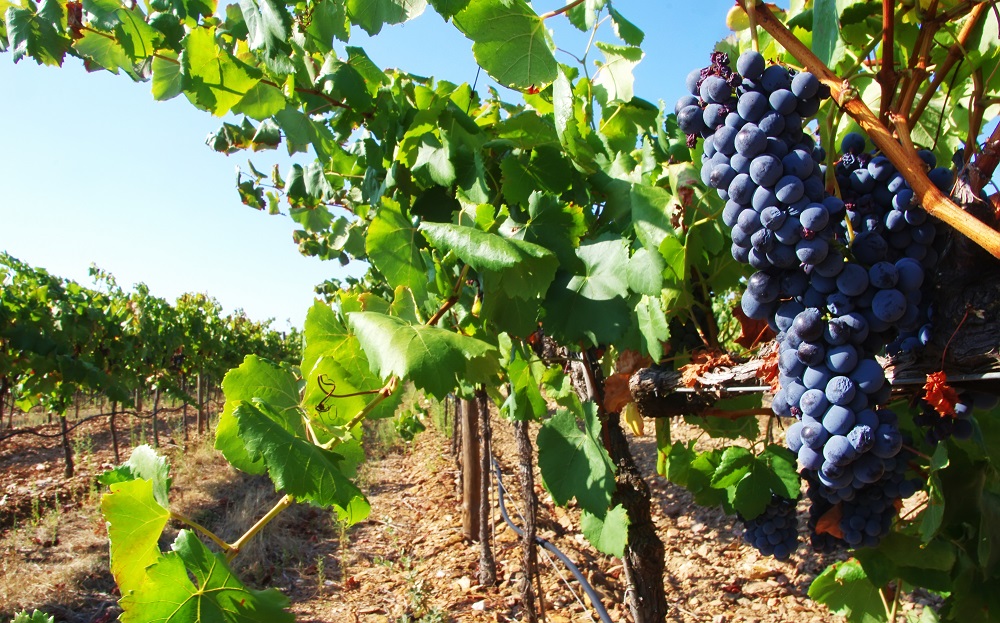 aragonez grape varietal