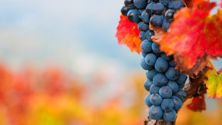 baga grape varietal