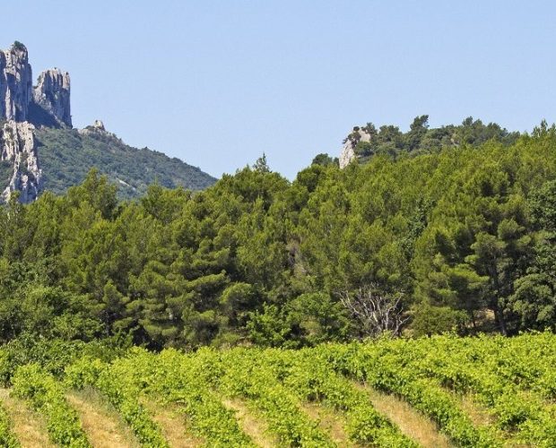 Beaumes-de-Venise Wine Region Guide