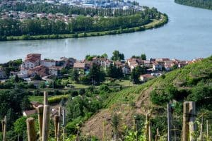 condrieu-vineyard