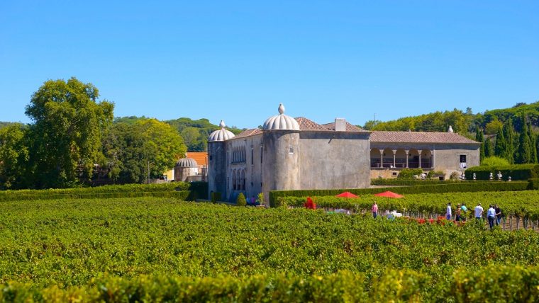 Periquita vineyards, Quinta da Bacalhoa