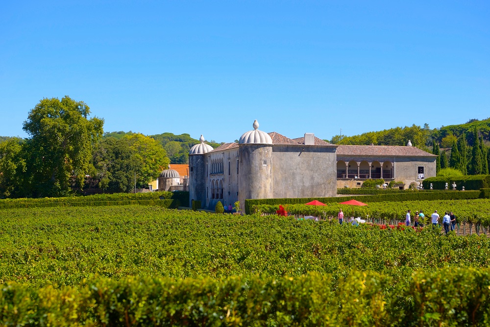 Periquita vineyards, Quinta da Bacalhoa 