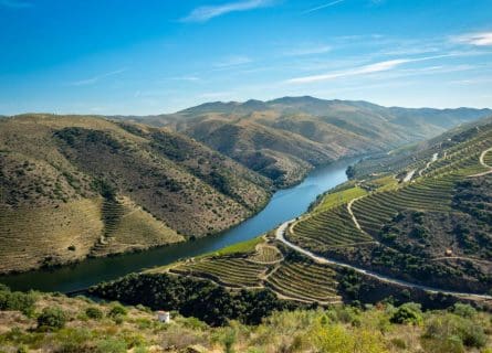 Tinta Barroca Grape Variety: A Port Legend