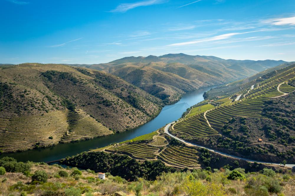 tinta barroca grape varietal