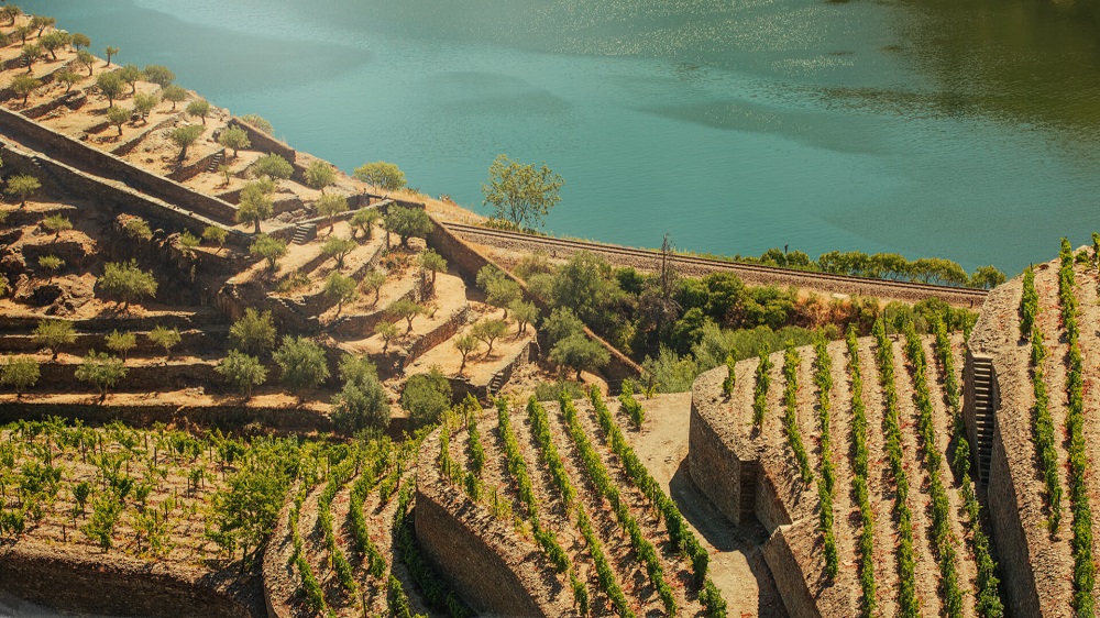 tinta-cao-vineyards-on-banks-of-the-river-douro-river.jpg