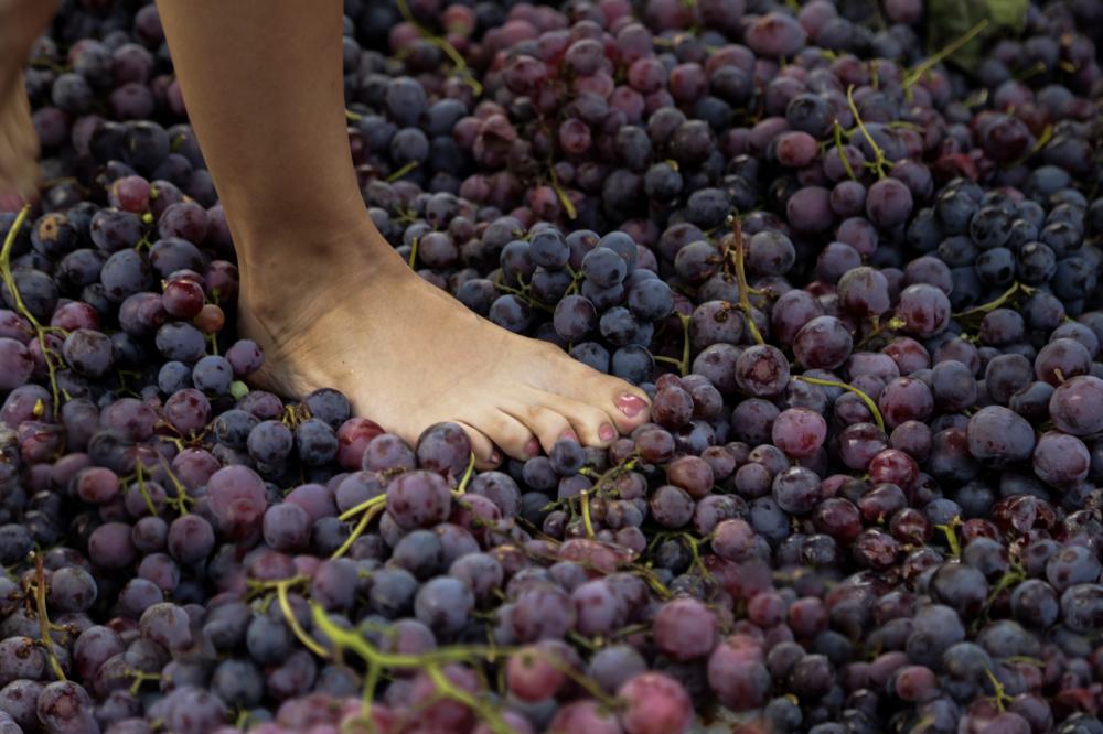 Treading of the grapes in a Lagar