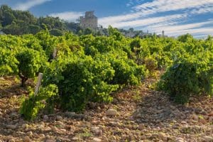 Vineyards of Chateauneuf-du-Pape