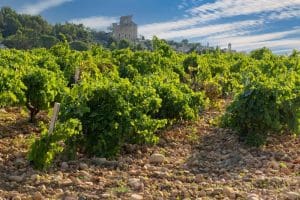 Vineyards of Chateauneuf-du-Pape Vineyards of Chateauneuf-du-Pape