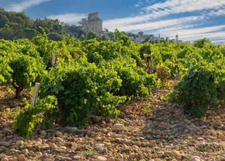 Vineyards of Chateauneuf-du-Pape