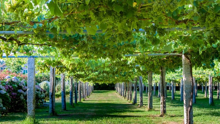 albarino varietal
