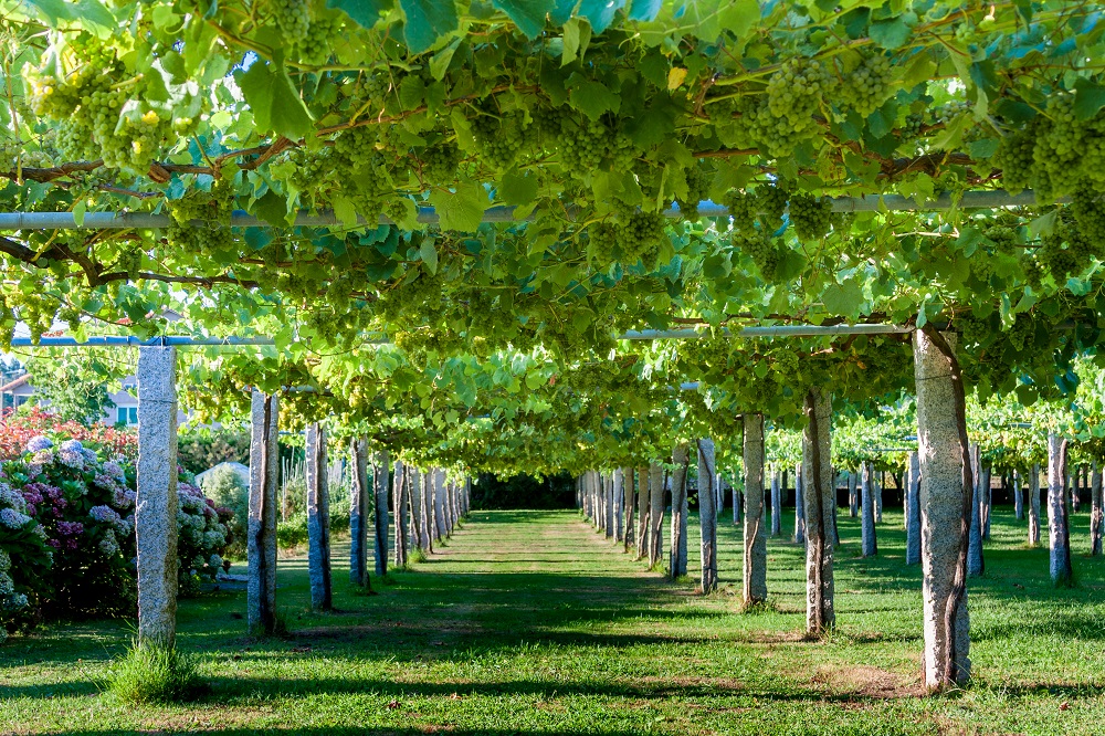 albarino varietal