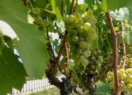 Una Sorpresa: Albillo Grape Variety