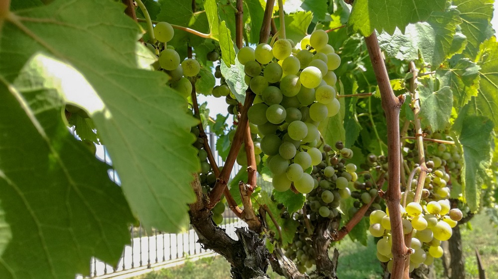albillo-grape-varietal