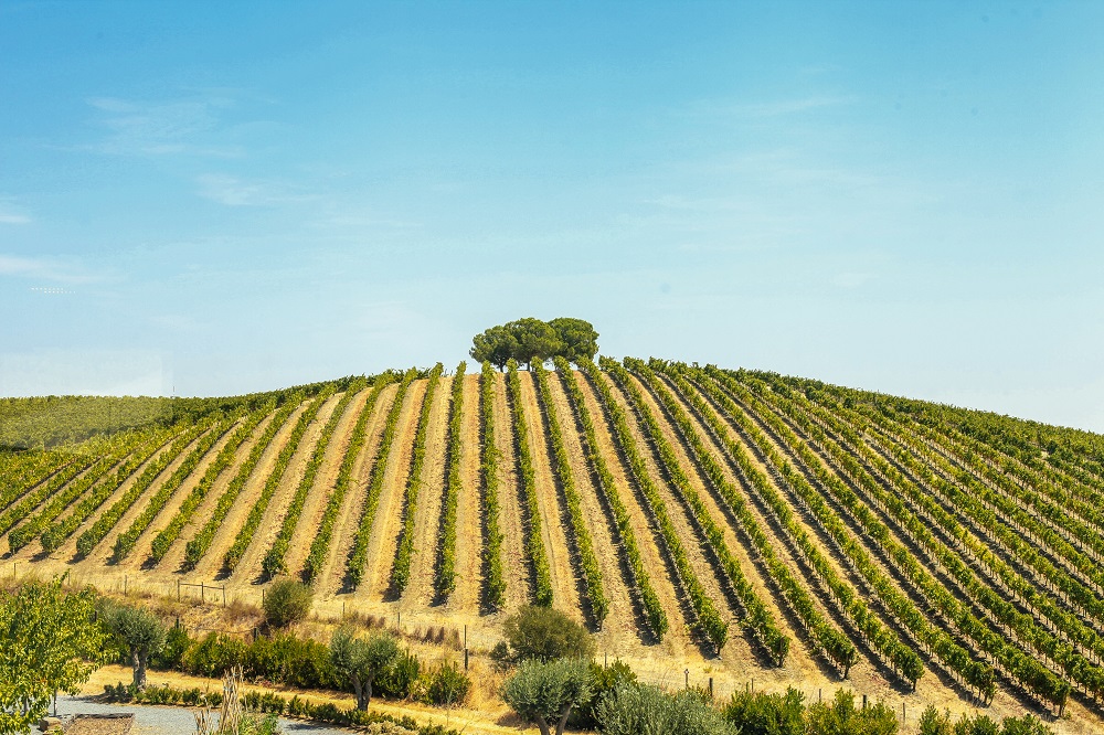 Alentejo Wine Region