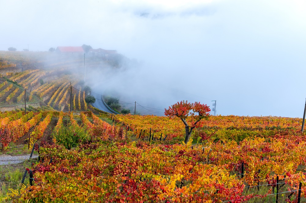 autumn-vineyards-in-douro-valley