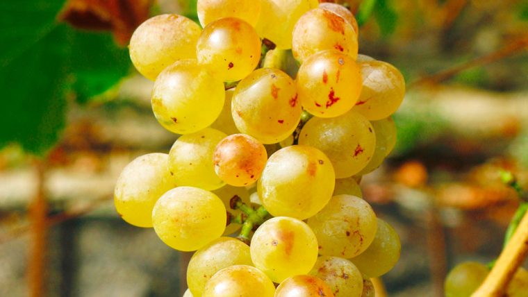 Garnacha Blanca grape varietal