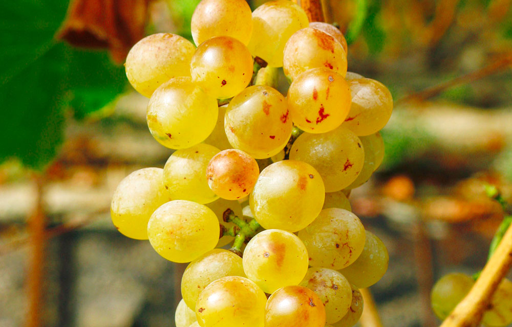 Garnacha Blanca grape varietal