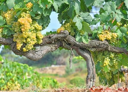 A Burgundy Imitation: Godello Grape Variety