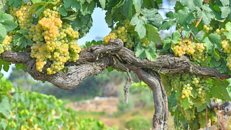Godello grape variety