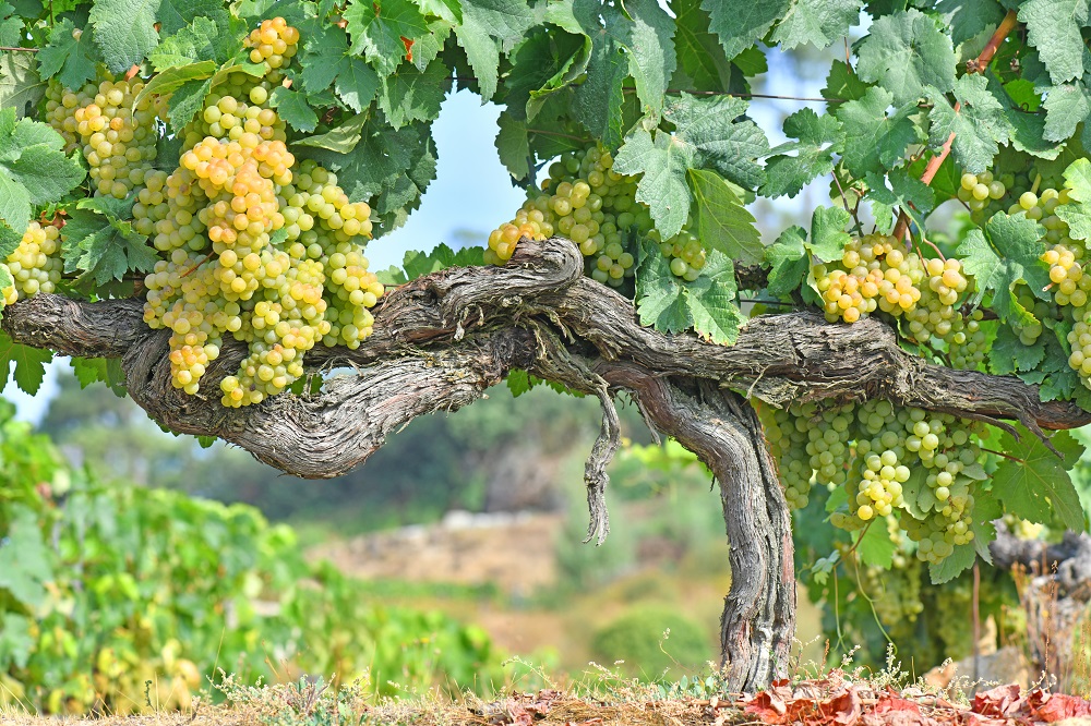 Grape varietals and colors of the Bourgogne winegrowing region