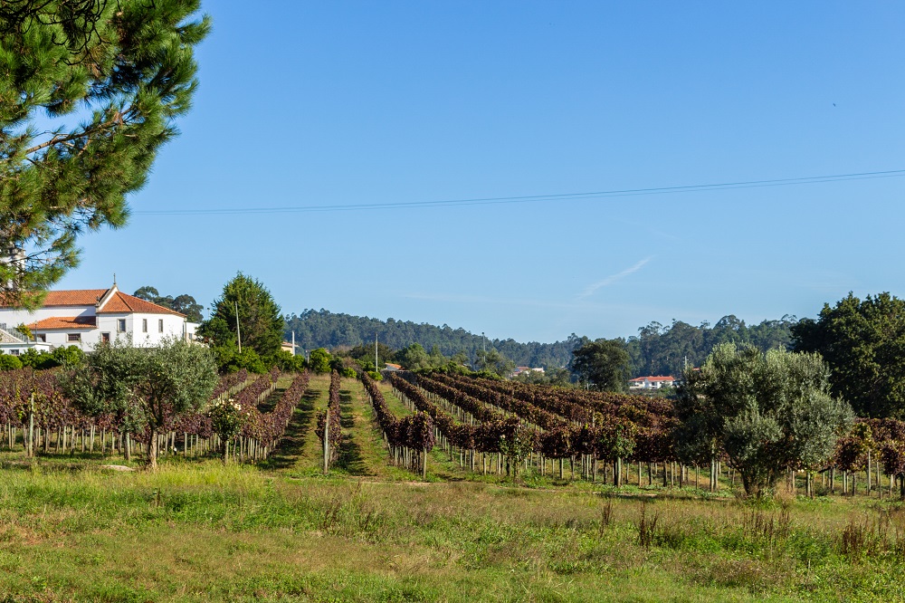 Minho Vineyards