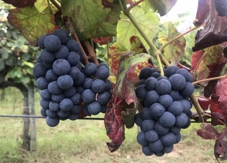 Sousão Grape Varietal (Vinhão): Weird and Wonderful