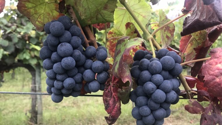 sousão-grape-varietal