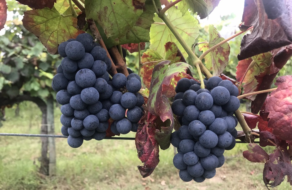 sousão-grape-varietal