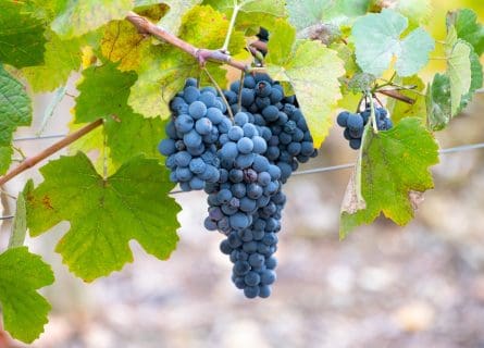 Tinta Amarela Grape Varietal: Pride and Perseverance