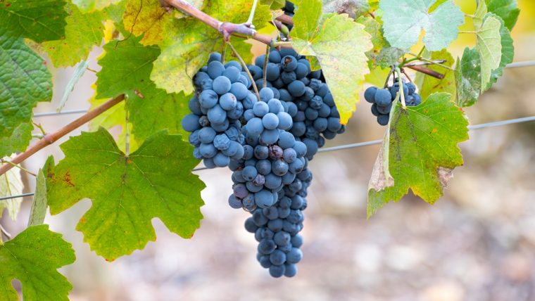 tinta-amarela-grape-varietal