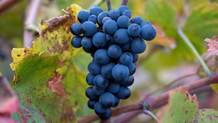 touriga-nacional-grape-varietal